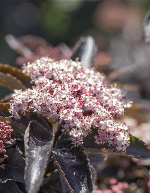 Sambucus nigra Black Tower