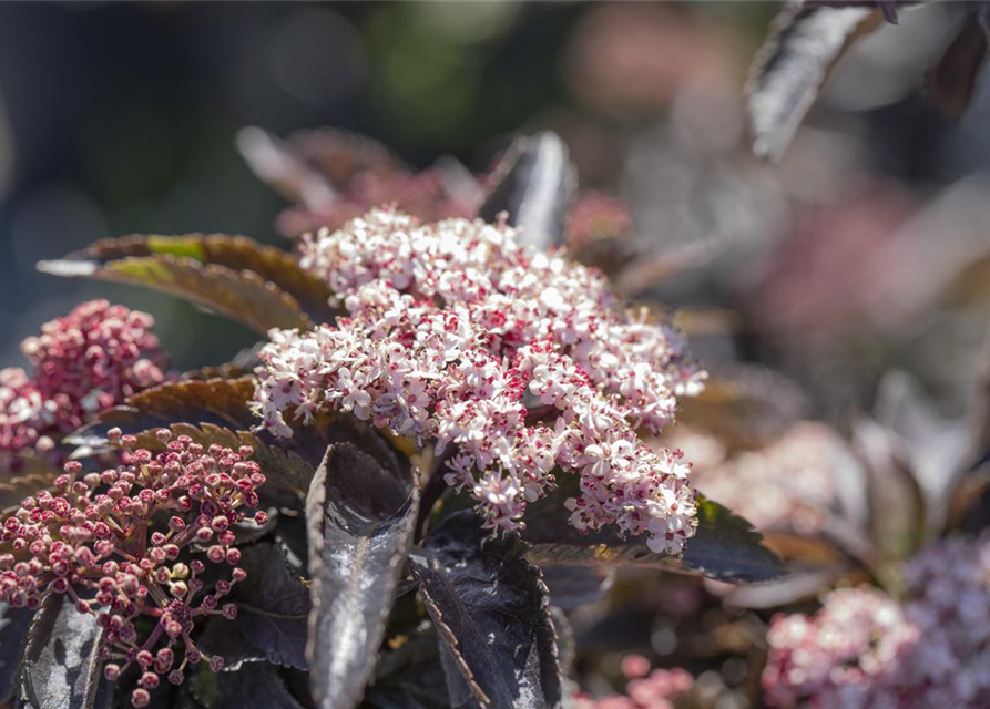 Sambucus nigra Black Tower