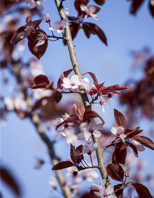 Prunus cerasifera Nigra