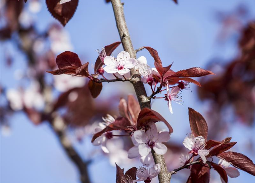 Prunus cerasifera Nigra