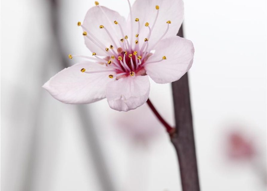 Prunus cerasifera Nigra