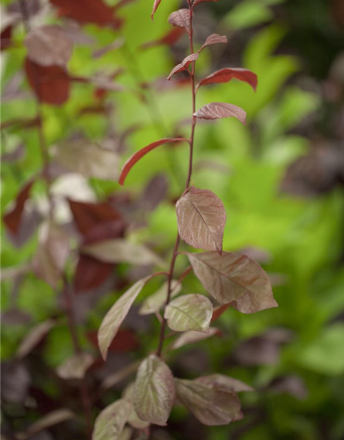 Prunus cerasifera Nigra