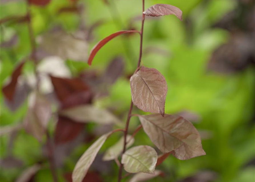 Prunus cerasifera Nigra