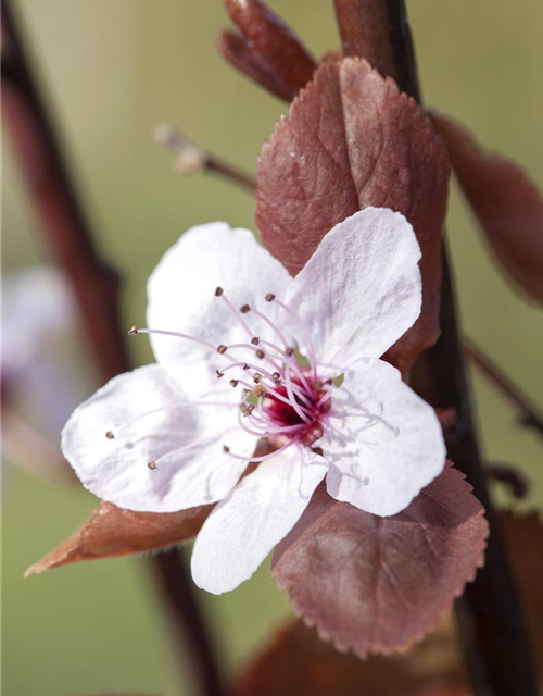 Prunus cerasifera Nigra