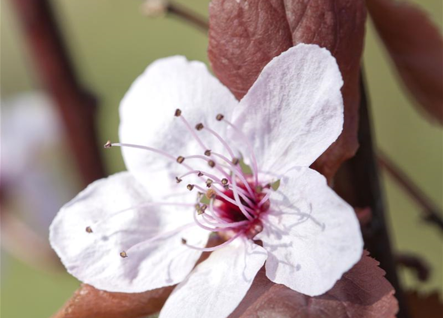 Prunus cerasifera Nigra