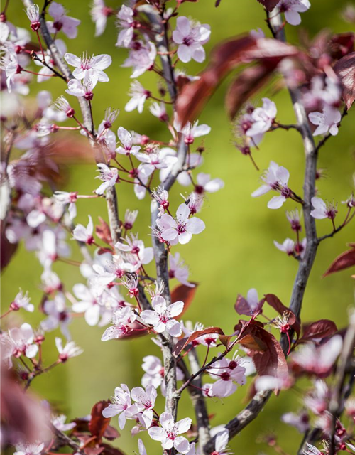 Prunus cerasifera Nigra