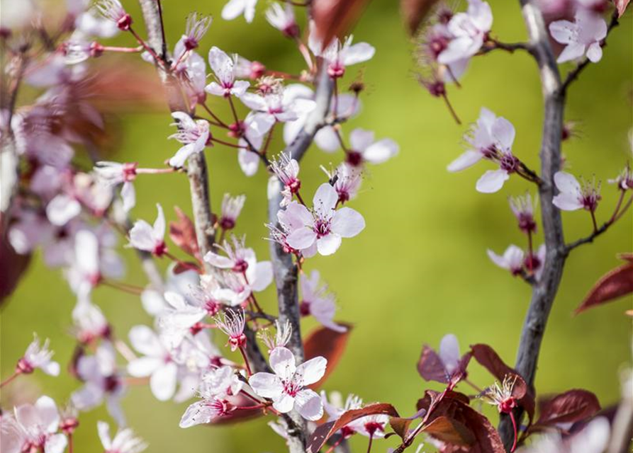 Prunus cerasifera Nigra