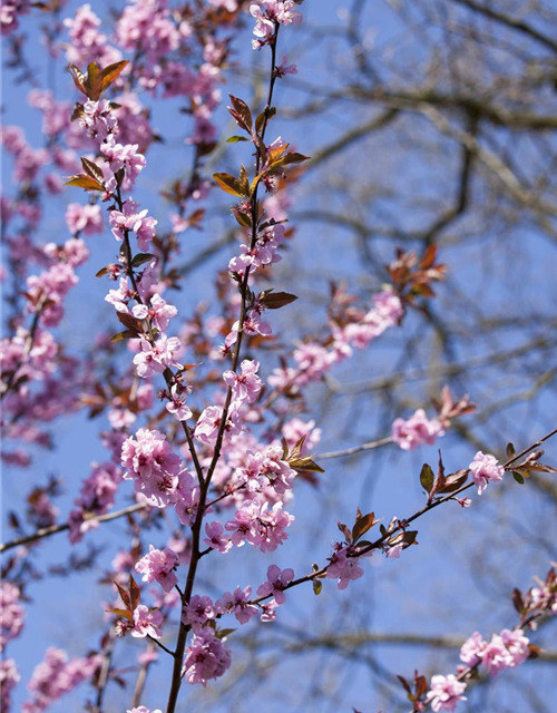 Prunus cerasifera Nigra