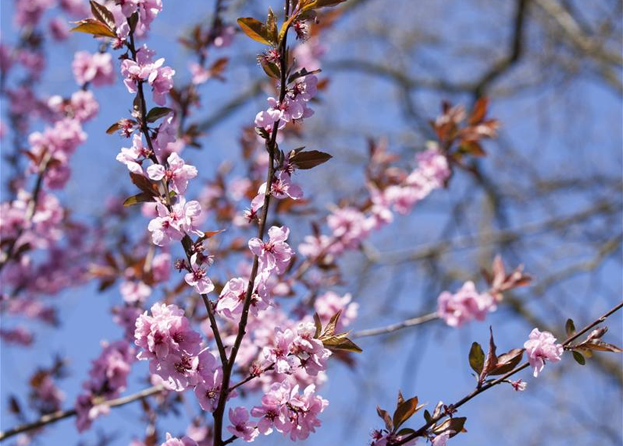 Prunus cerasifera Nigra