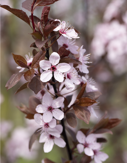 Prunus cerasifera Nigra