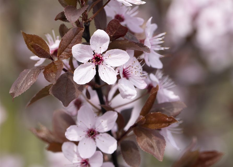 Prunus cerasifera Nigra