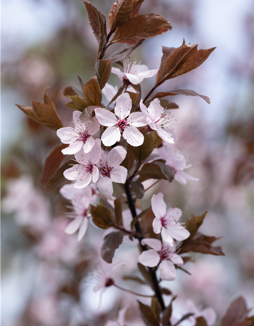 Prunus cerasifera Nigra