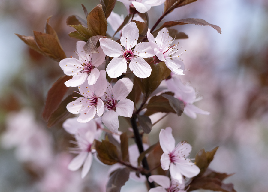 Prunus cerasifera Nigra