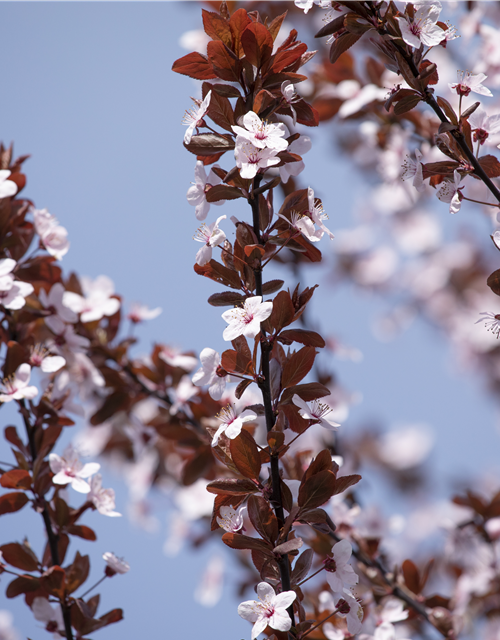 Prunus cerasifera Nigra