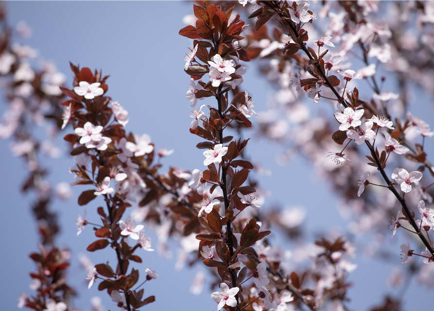 Prunus cerasifera Nigra