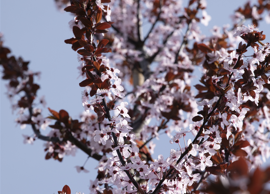 Prunus cerasifera Nigra