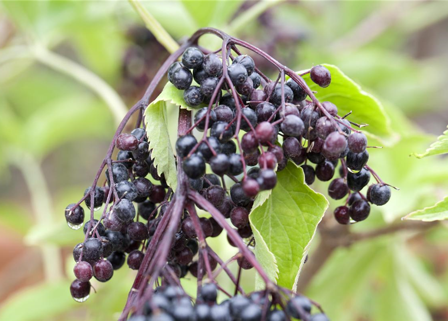 Sambucus nigra Haidegg 17