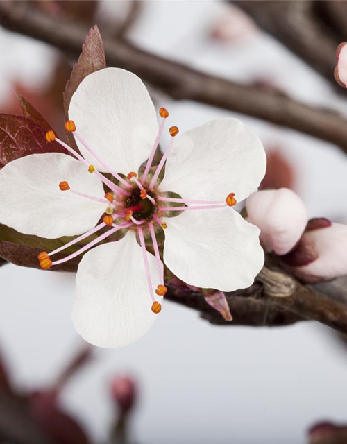 Prunus cistena