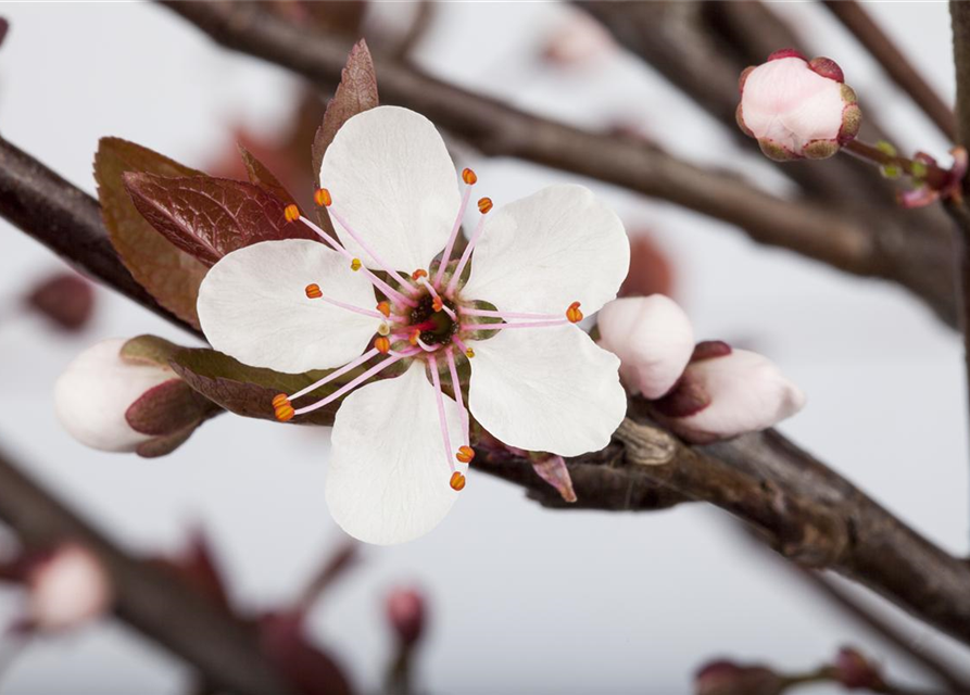 Prunus cistena