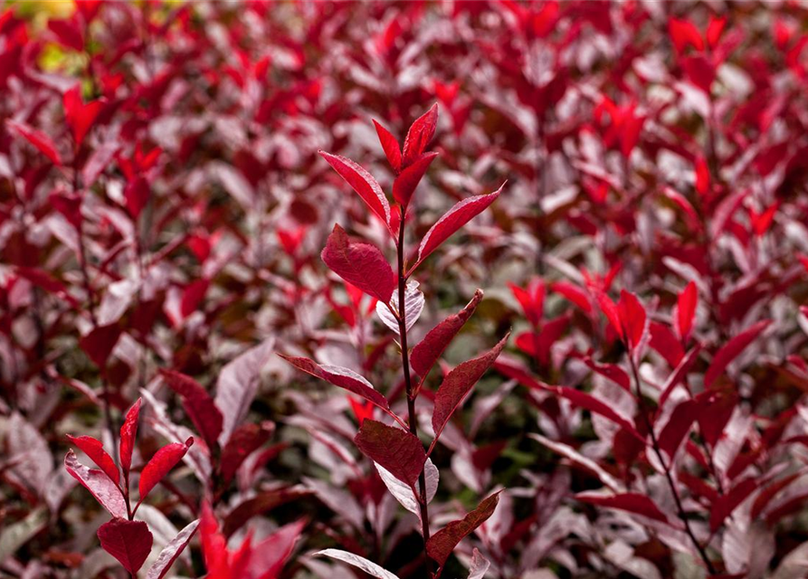 Prunus cistena