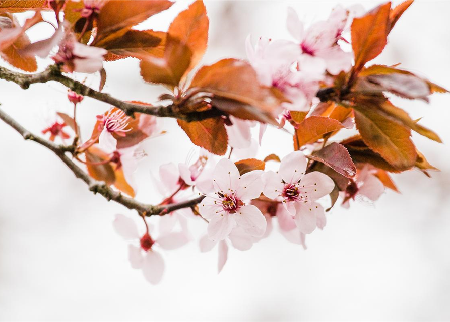 Prunus cistena