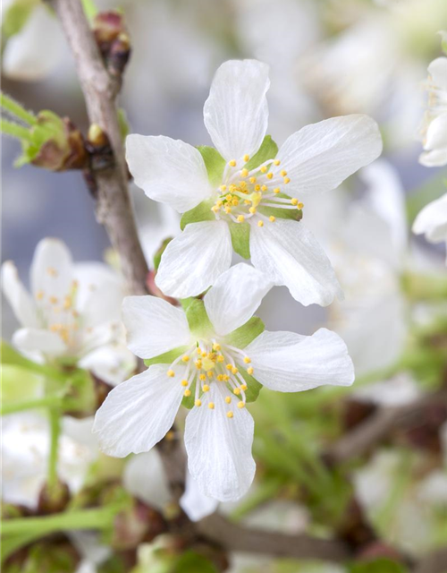 Prunus incisa Kojou-no-mai