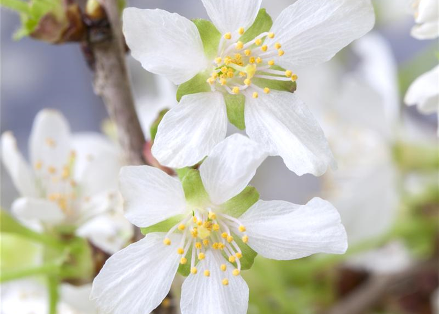 Prunus incisa Kojou-no-mai