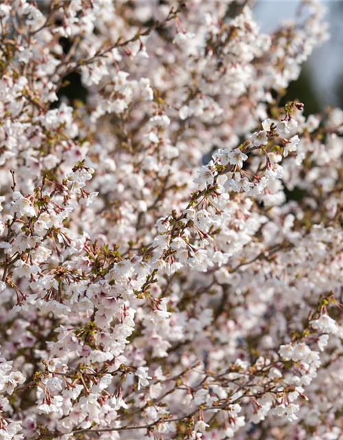 Prunus incisa Kojou-no-mai