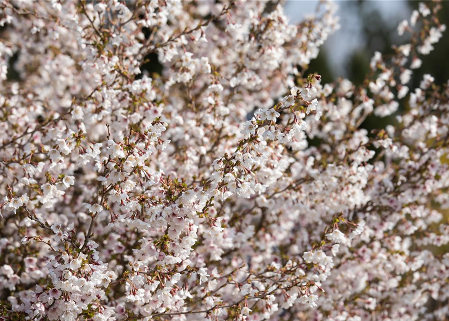 Prunus incisa Kojou-no-mai