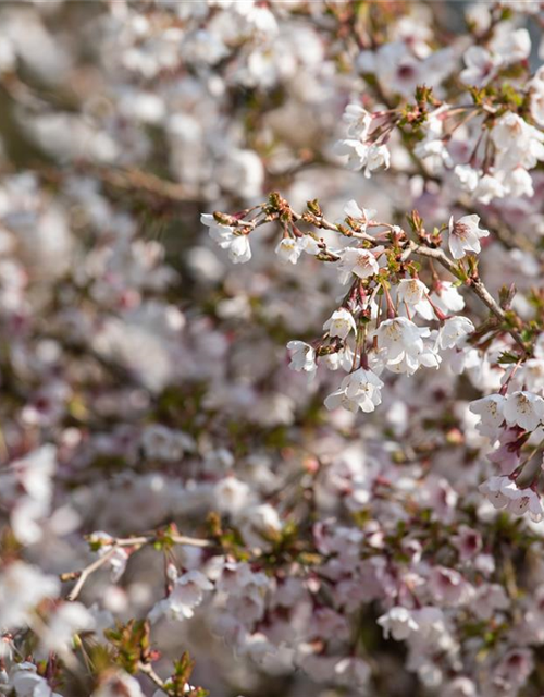 Prunus incisa Kojou-no-mai