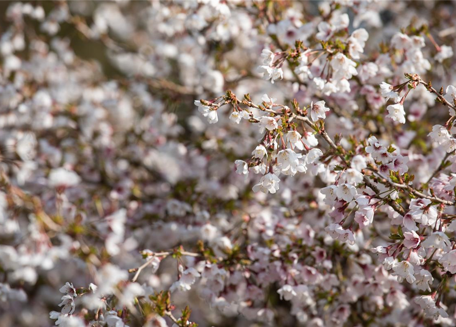 Prunus incisa Kojou-no-mai