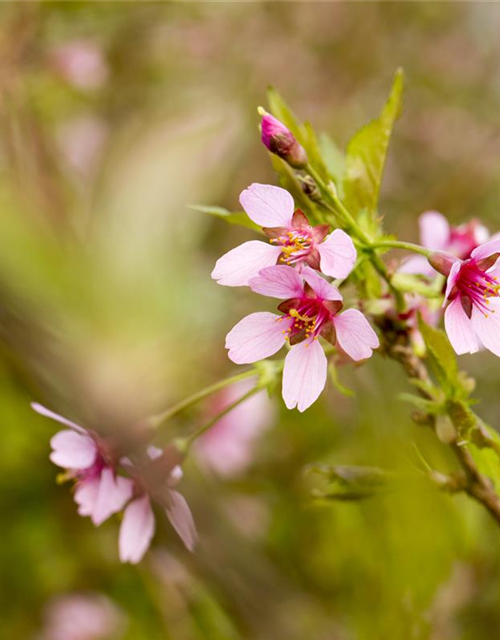 Prunus incisa Paean