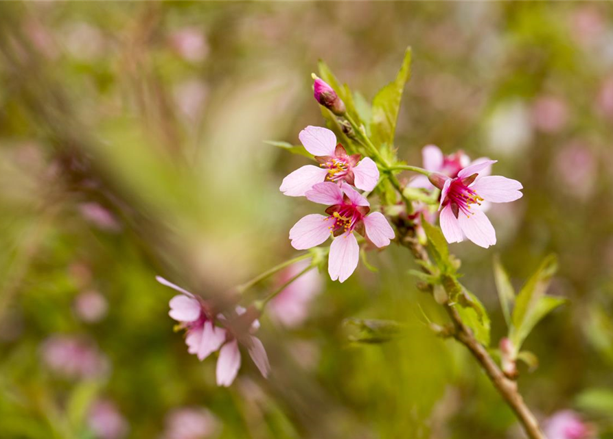 Prunus incisa Paean