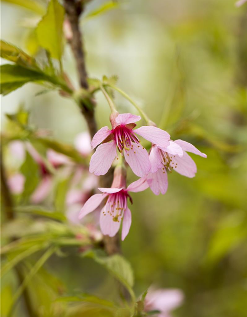 Prunus incisa Paean