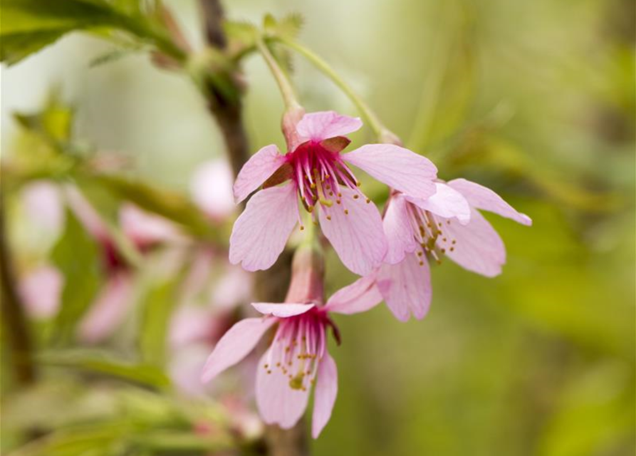 Prunus incisa Paean