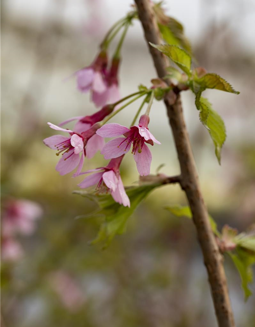 Prunus incisa Paean