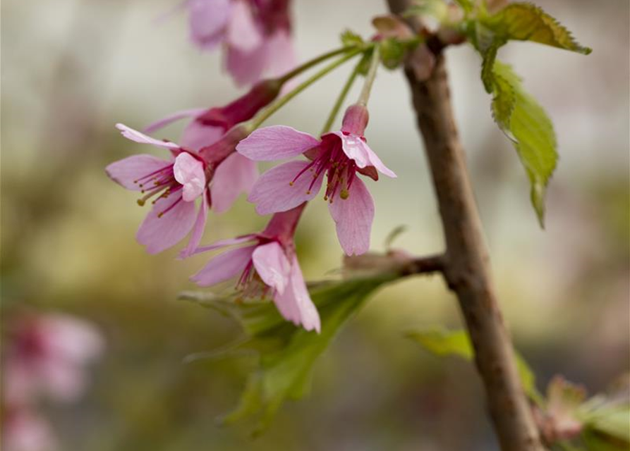 Prunus incisa Paean