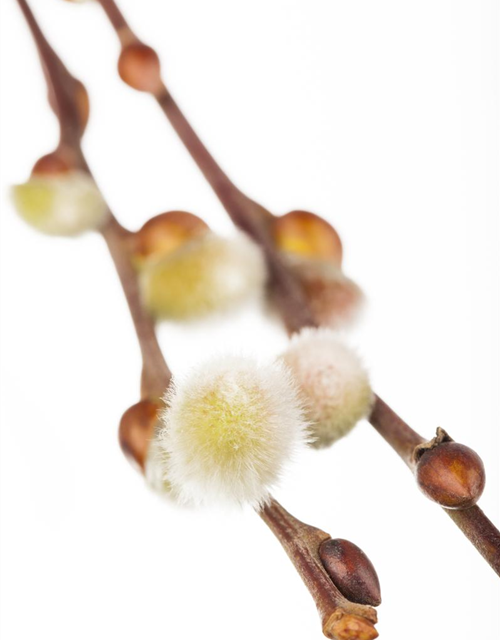 Salix caprea Curly Locks