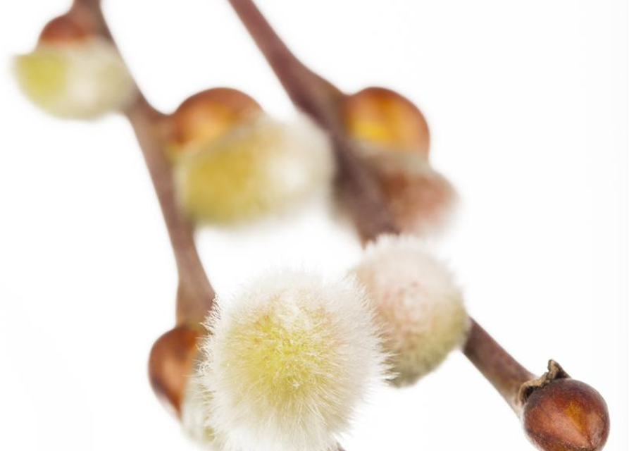 Salix caprea Curly Locks