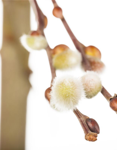 Salix caprea Curly Locks