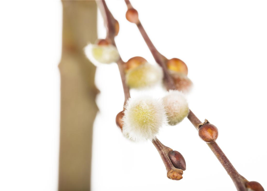 Salix caprea Curly Locks