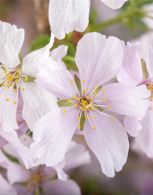 Prunus kurilensis Brillant