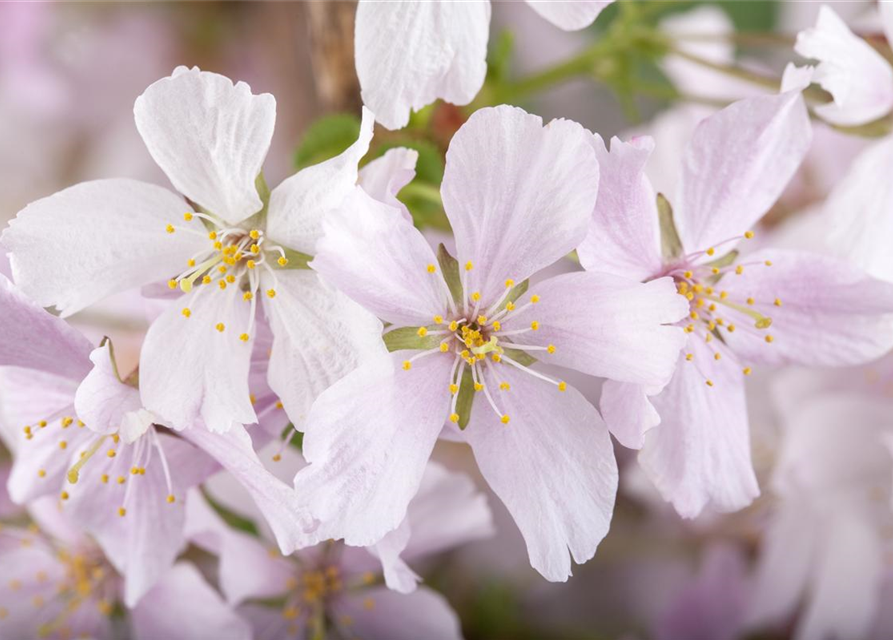 Prunus kurilensis Brillant