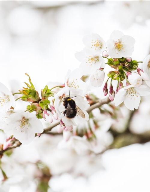 Prunus kurilensis Brillant