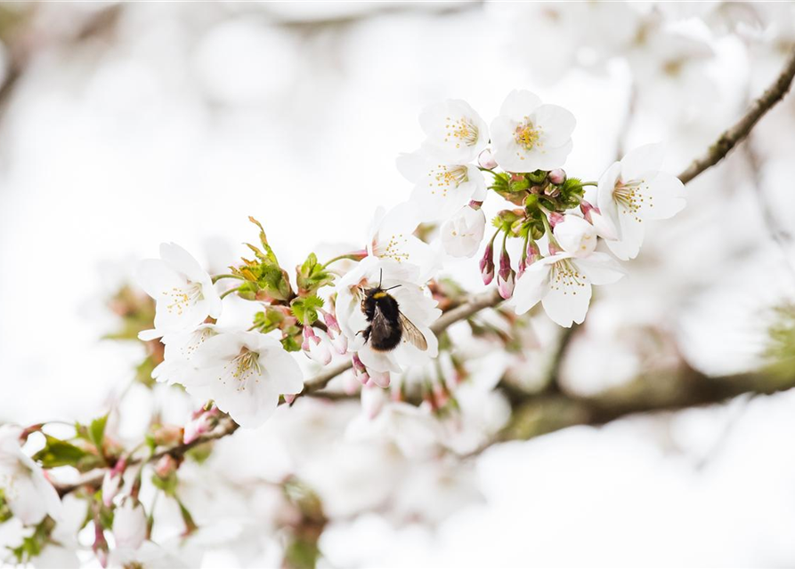 Prunus kurilensis Brillant