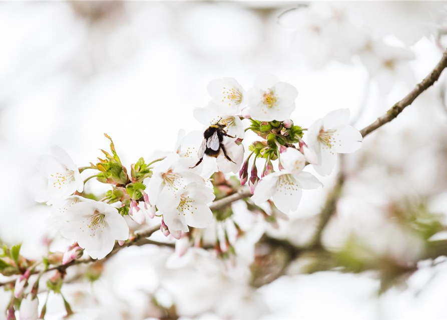 Prunus kurilensis Brillant