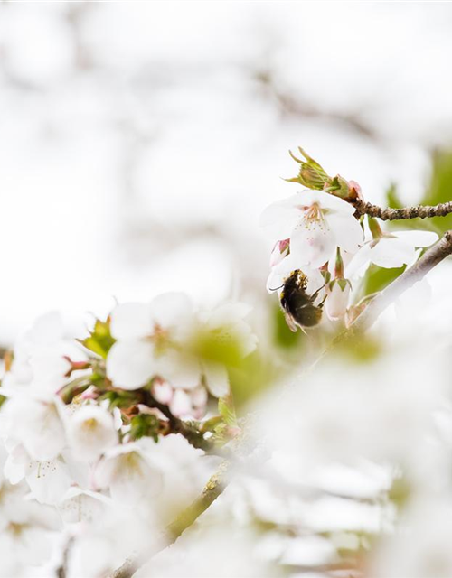 Prunus kurilensis Brillant