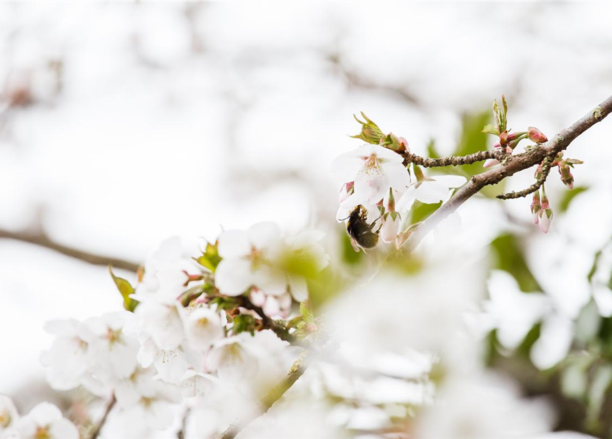 Prunus kurilensis Brillant