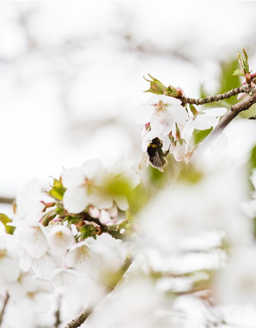 Prunus kurilensis Brillant