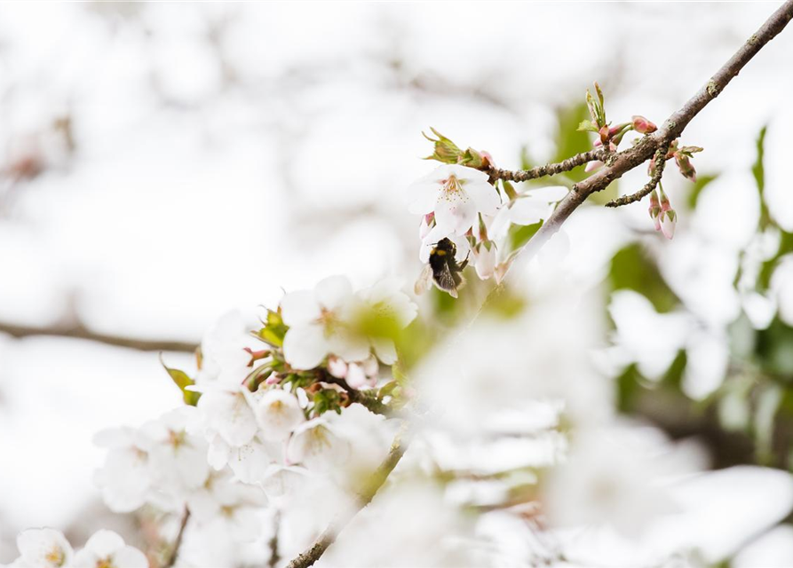 Prunus kurilensis Brillant